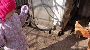 Рыженькие курочки