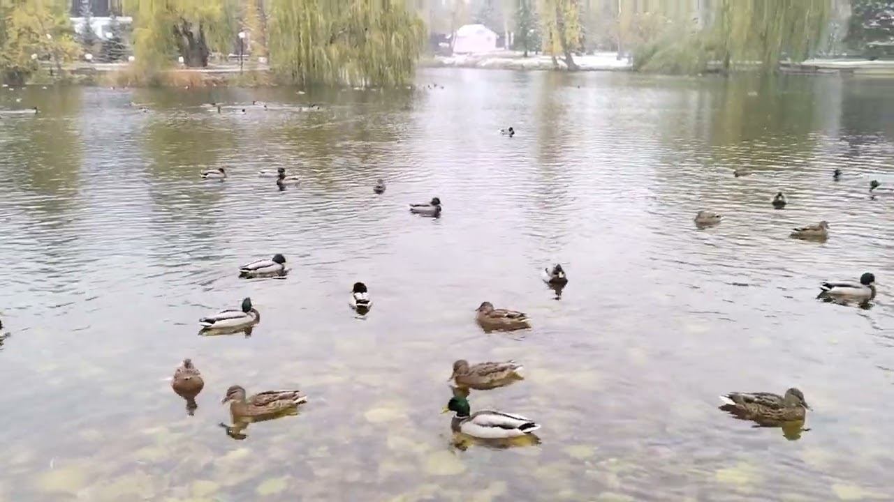 Горпарк 4.11.2024