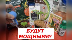 Как пикировать баклажаны