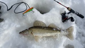 Судак на можайке. Начало последнего льда