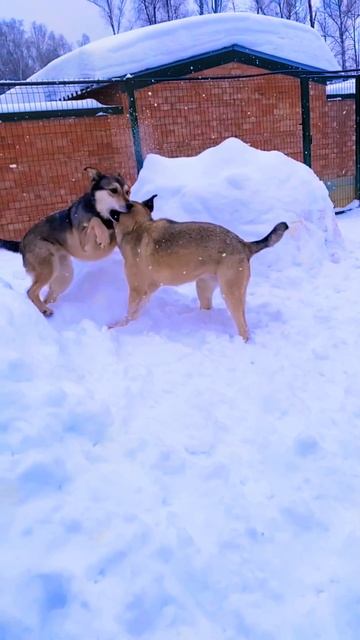Скоро весна!!! ❥ Приют в Малинках #приютдляживотных