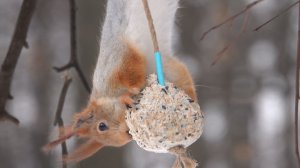 Голодная белка. Зарисовка