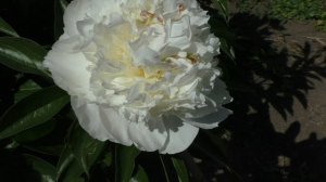 Пион  Bridal Grace