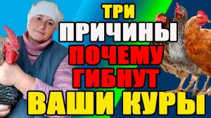Три причины, ПОЧЕМУ ГИБНУТ ваши куры.