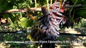 виноград кишмиш Хеллоуин