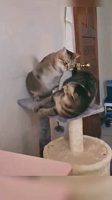 животные #животные #коты #кошки #приколы