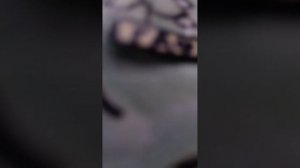 обзор на моих собак 🐾