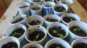 ПИКИРУЕМ ПЕРЦЫ И БАКЛАЖАНЫ