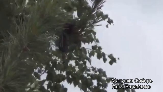 Video от Ильи Балабанова Матушка Сибирь