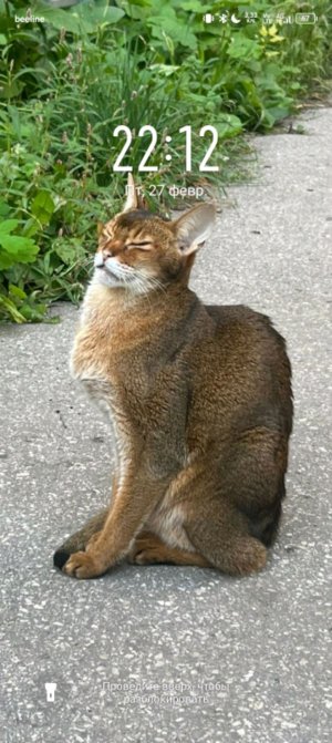 змея в кислоте