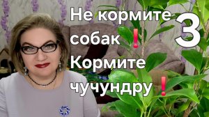 3 часть. Не кормите собак❗️Кормите чучундру🤪❗️