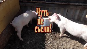 Поросята маленькие но удаленькие заставили поработать.