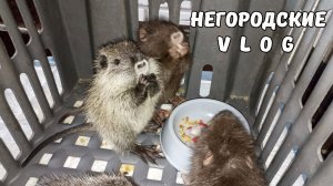 Забавные нутрята. Подписчики, нужен ваш совет! 25.02.26