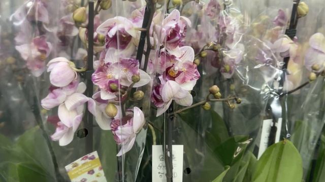 ШИКАРНЫЙ завоз орхидей в  магазине Domenika