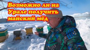 ВОЗМОЖНО ЛИ ПОЛУЧИТЬ НА УРАЛЕ МАЙСКИЙ МЁД