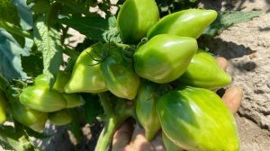 Томат гном Отчаянный(Десперадо). Мой опыт выращивания.