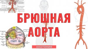 Брюшная аорта - ветви, кровоснабжение