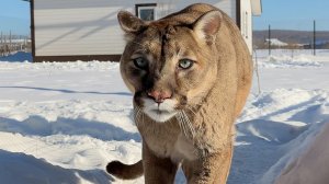 РЫСИ НАПУГАЛИ МЕНЯ /  Мужской разговор котов / Обзор аэрогриля COSORI DC601