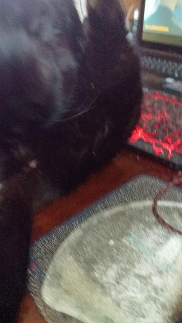 Кот Василиса