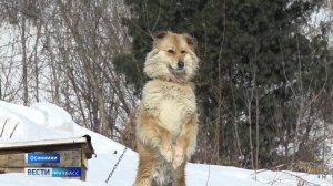 Житель Осинников организовал приют для бродячих хвостатых
