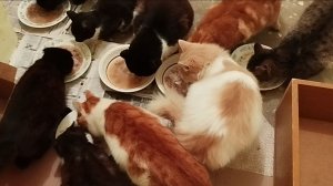 1 марта день кошек! 🐱🐱😺🎁🎉