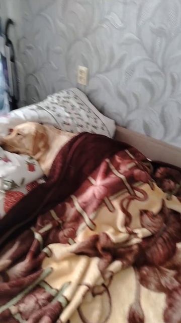 Собачку накормили, напоили и спать уложили