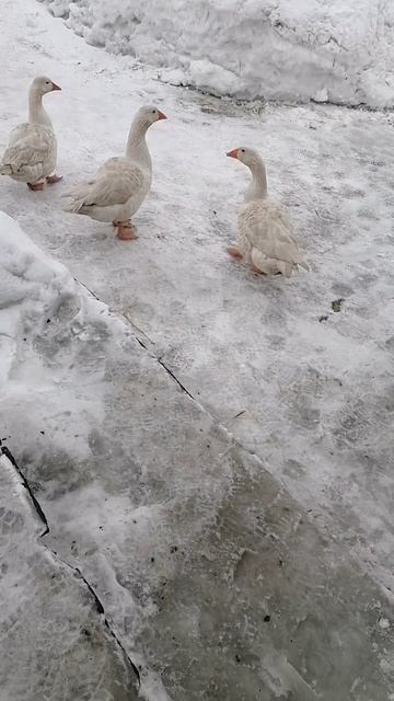 +1 все тает, гуси в шоке