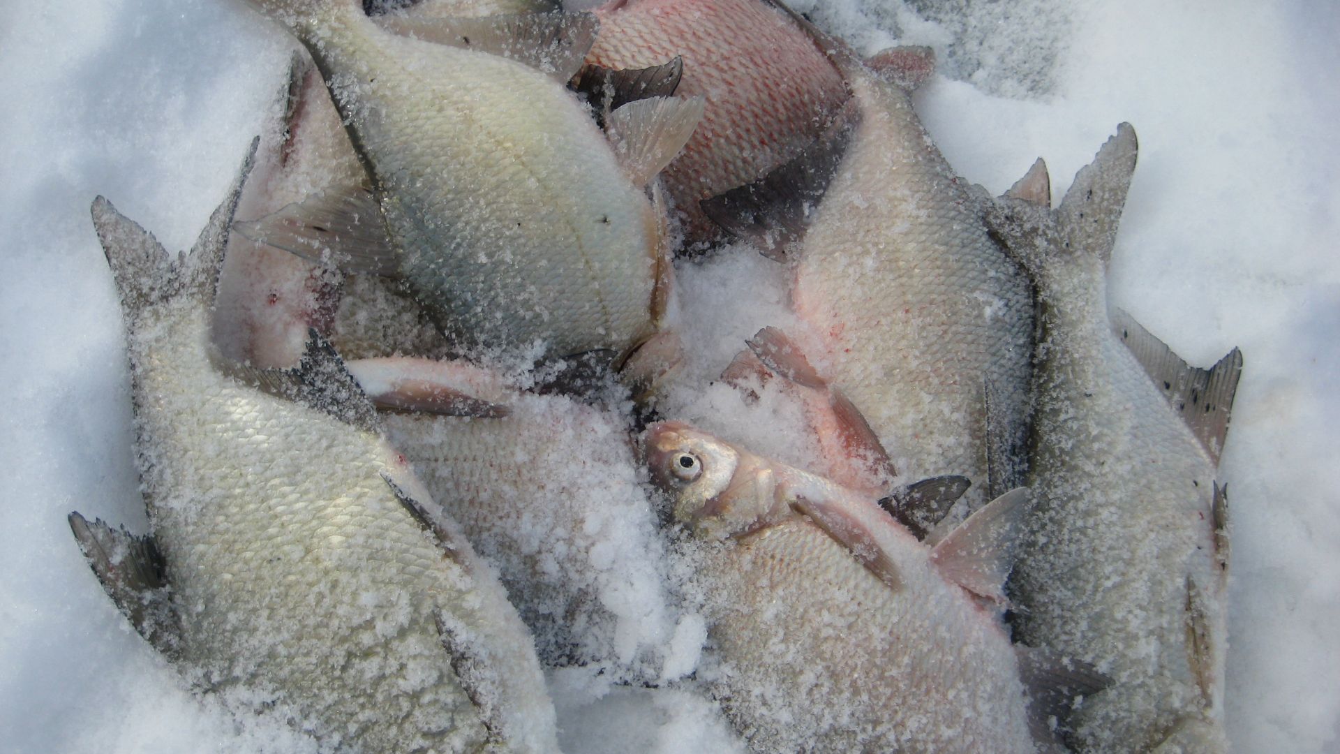 СУТОЧНАЯ НОРМА ЗА ПОЛ ЧАСА ЛОВЛИ. Ловля леща на мормышку на реке. смотреть онлайн