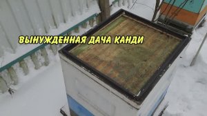 пчеловодство, вынужденная дача канди