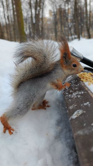 Белка ест орешки