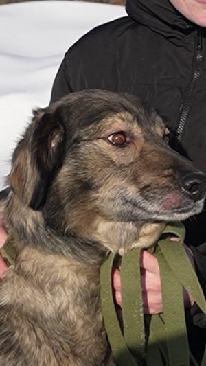 Найда на пристройство