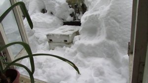 февраль, улей в сугробе с пчелой на ячейке 4,9 мм , обновление , 27.02.2026