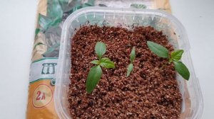 Показываю отличный результат. Рассада без земли. Мощные корни рассады.