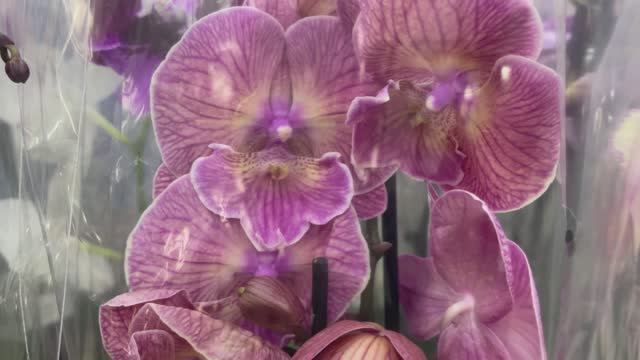 ШИКАРНЫЙ завоз орхидей в магазине Domenika смотреть онлайн