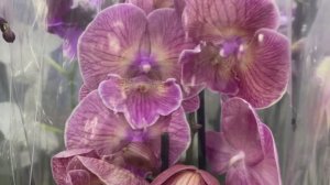 ШИКАРНЫЙ завоз орхидей в  магазине Domenika