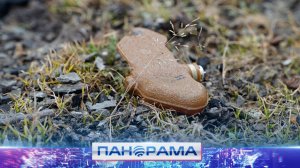 ❗️«Лепесток» положил конец неделе спокойствия в Республике