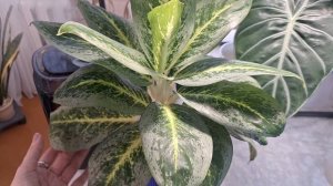 Как чувствуют себя аглаонемы после переукоренения