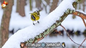 Птицы зимой в лесу 🐦_⬛🦉 🦤 видео для отдыха душой 🦅🌲(17)