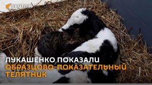 "Это по-богатому": Лукашенко показали образцово-показательный телятник