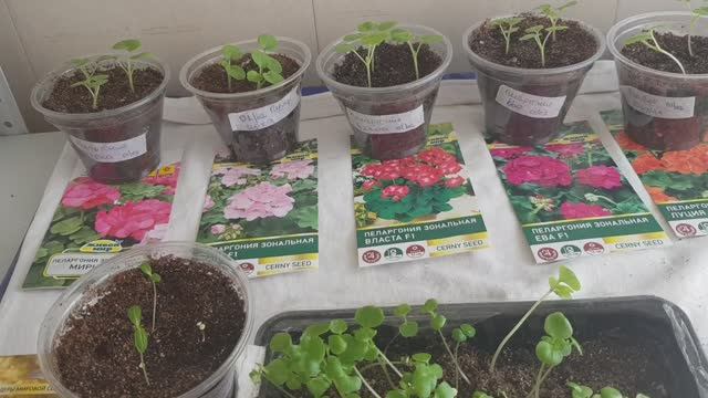 Пеларгонии и К. Цветы в рассаде - это весна в душе