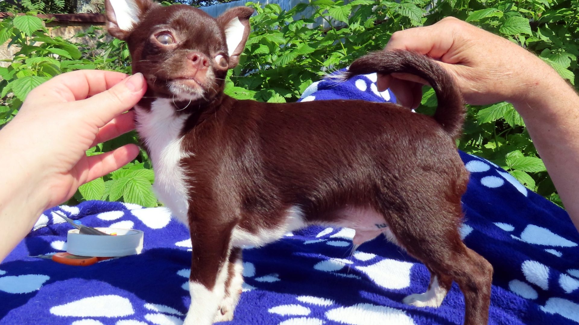 Шанс на Успех #СКИДКА 50 % до 08.03.26 #купить_щенка_чихуахуа_продам +79215950848