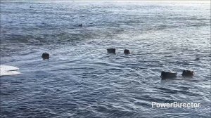 г.Липецк._Возле_реки_17.01.26