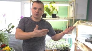 Крепкая рассада томатов в комнате. Сделайте как мы и всё получится!