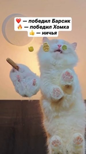 Видео от МЯУтаверс – как метавселенная, но с котами