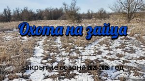 Охота на зайца.