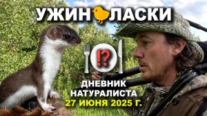 Ужин ласки. Турлатово, 27 июня 2025 г.