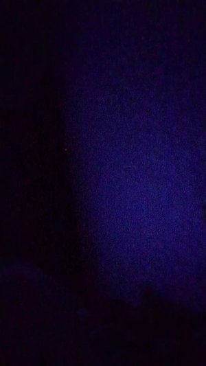 ночные полуночники