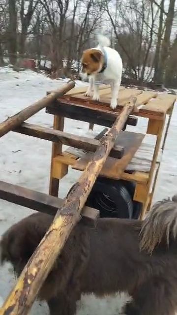 Игорь Алтайский | Кинолог| Дрессировка собак