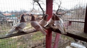 АГАРАНЫ -НАВОДЫ НА ПРОДАЖУ .ГОЛУБИ НОВОАЛЕКСАНДРОВСКА. АЛЕКСЕЙ.