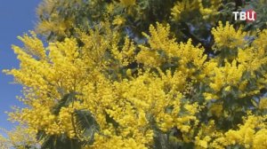 Дыхание весны: в Абхазии приступили к сбору мимозы